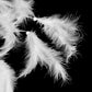Home decorations feathers - Snapitonline