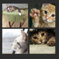 Magic Organ Cat Scratching Board - Snapitonline