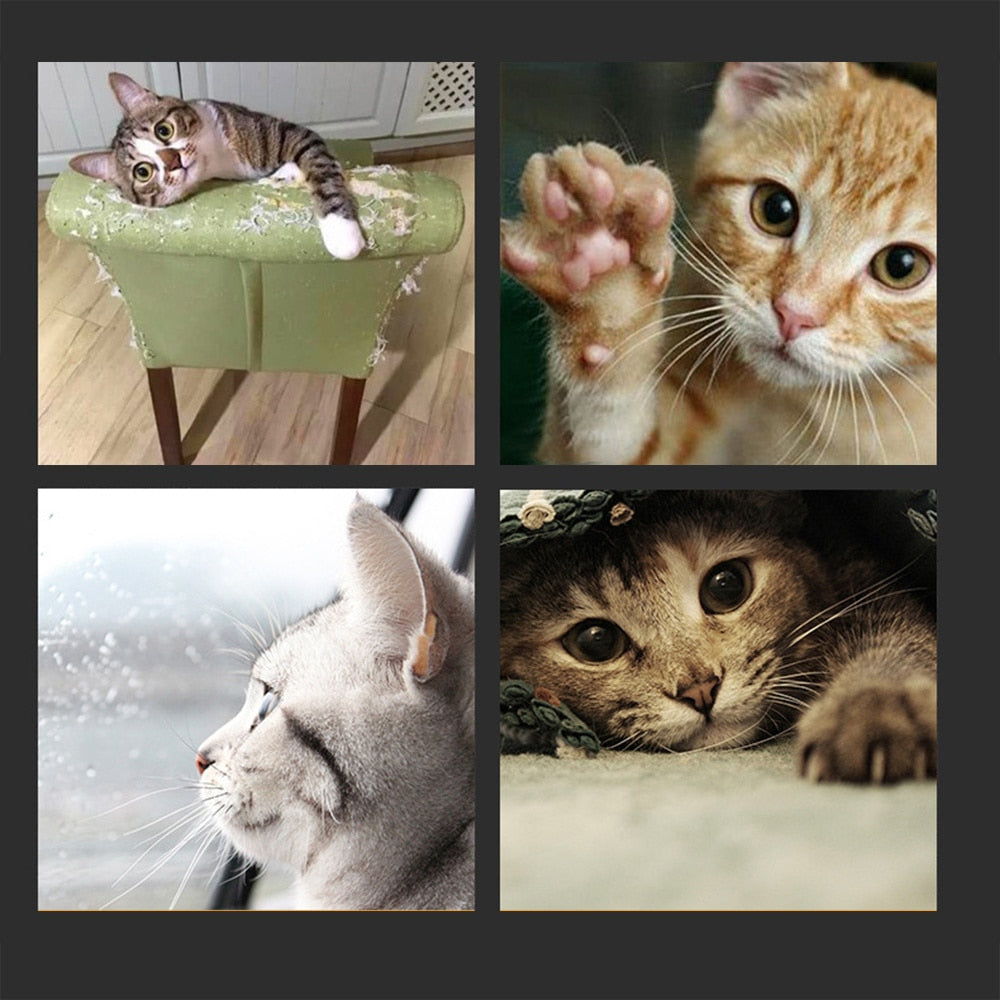Magic Organ Cat Scratching Board - Snapitonline